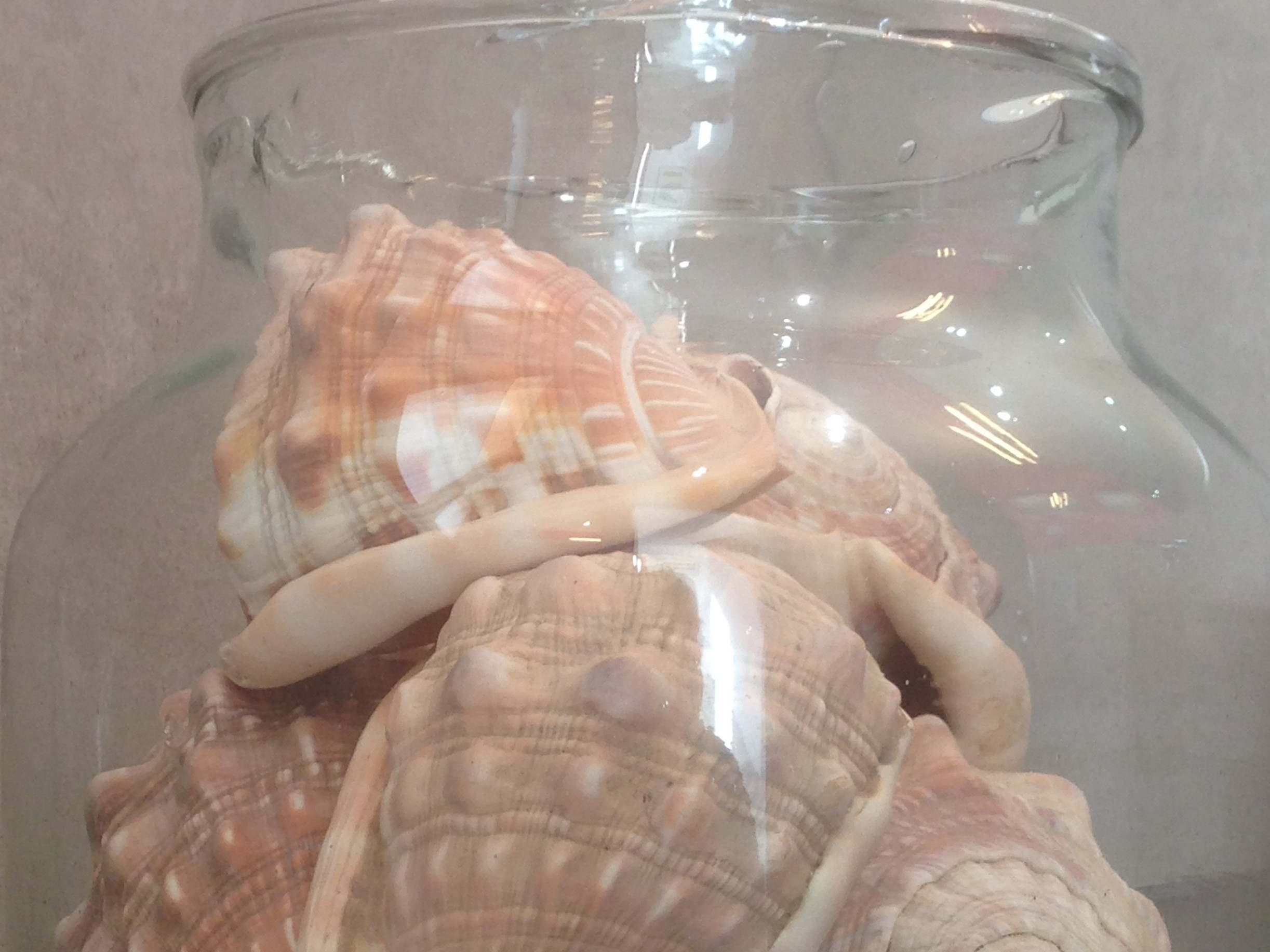 Shells in jar